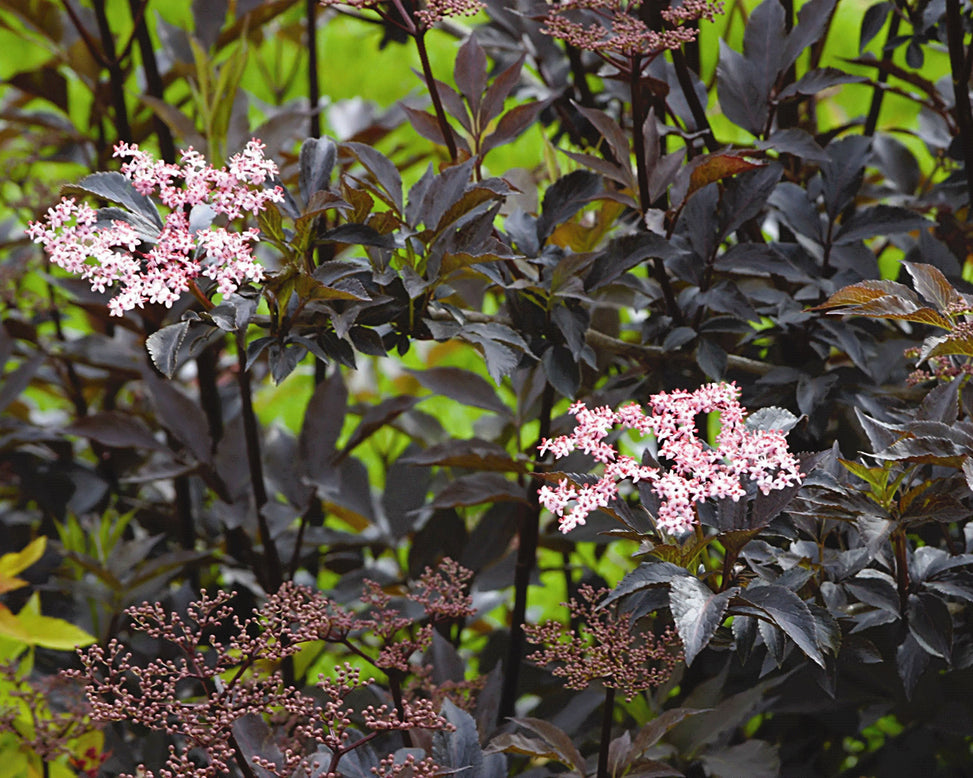 Sambucus 'Black Beauty'