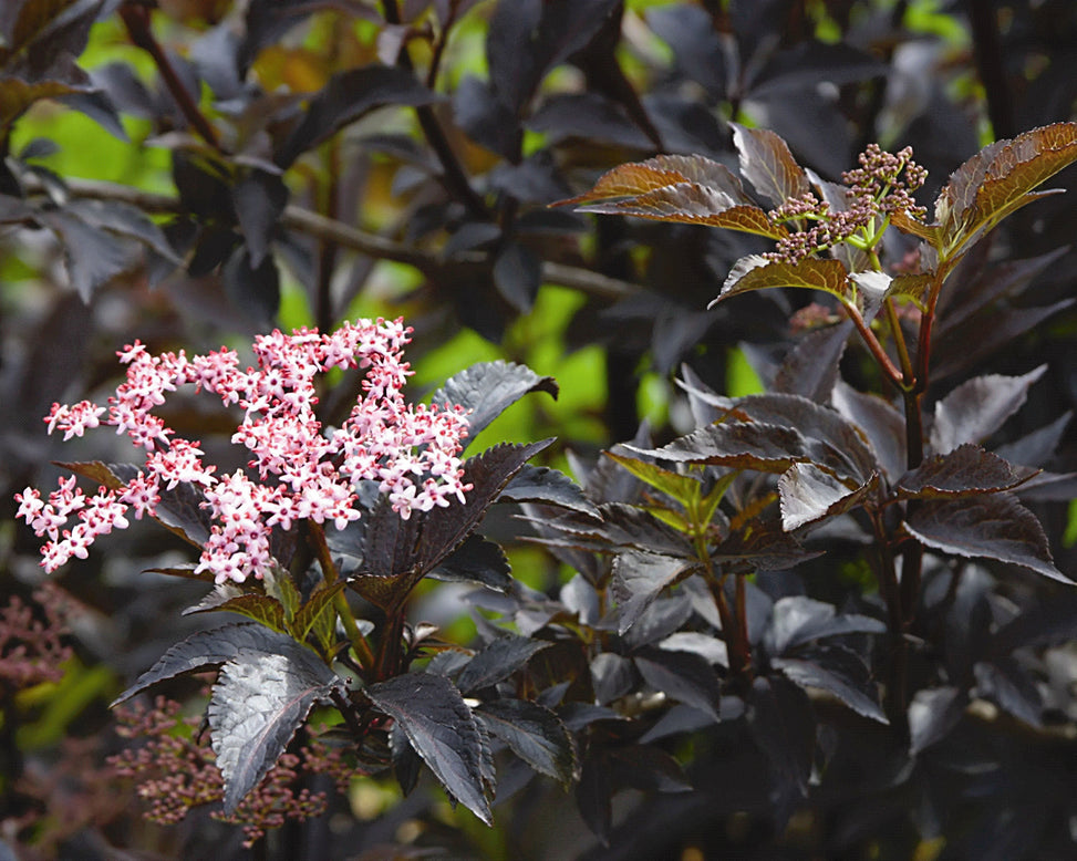 Sambucus 'Black Beauty'