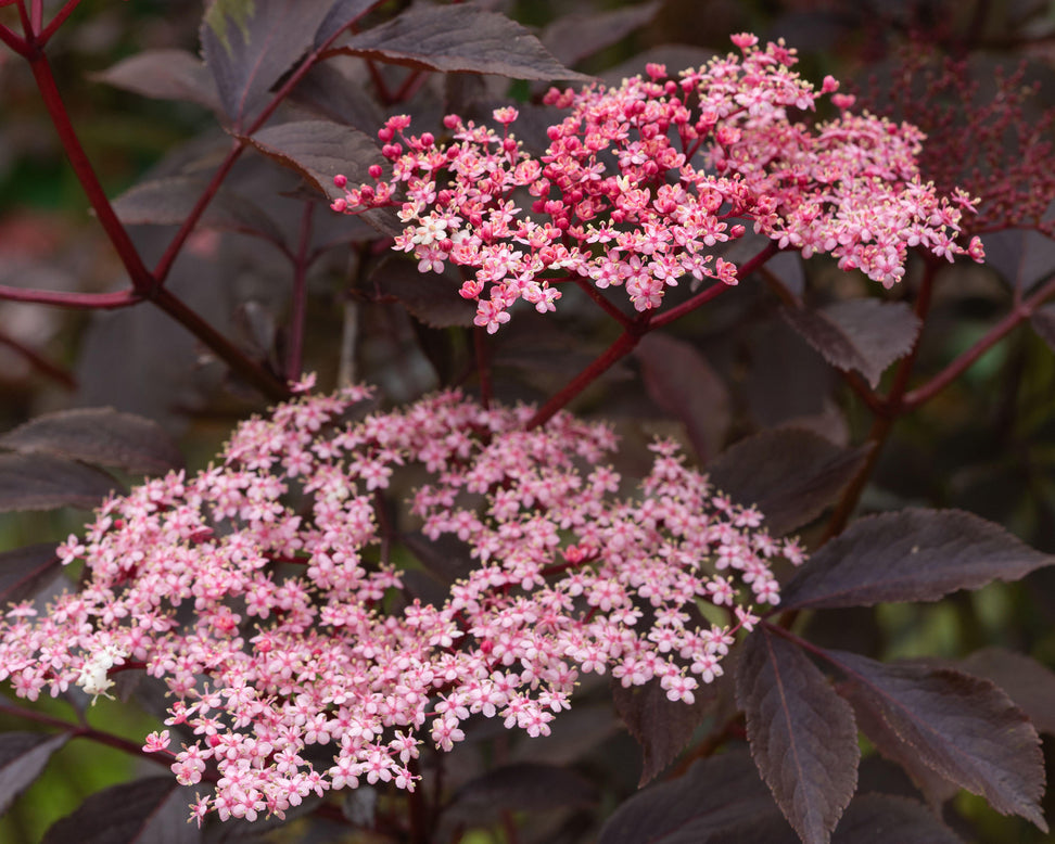 Sambucus 'Black Beauty'