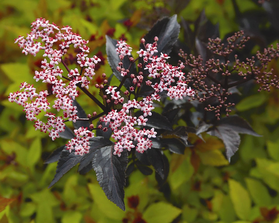 Sambucus 'Black Beauty'