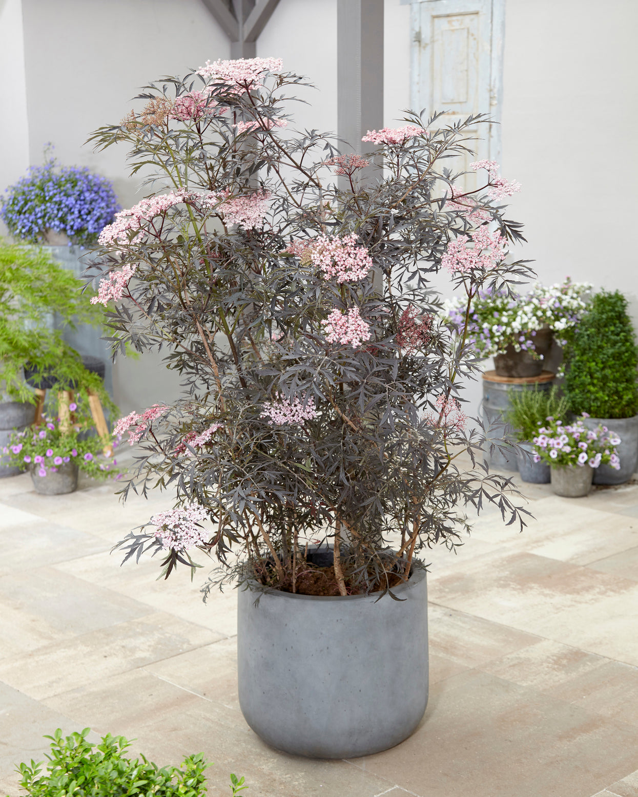 Sambucus nigra ‘Black Lace’ bare roots | Buy online at Farmer Gracy UK
