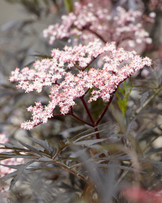 Sambucus 'Black Lace'