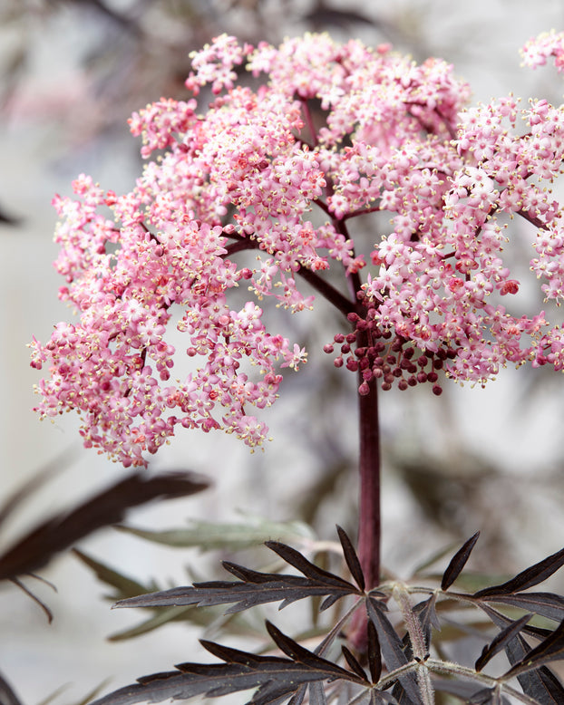 Sambucus 'Black Lace'