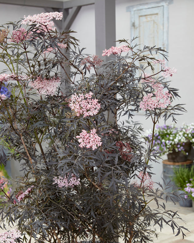 Sambucus 'Black Lace'