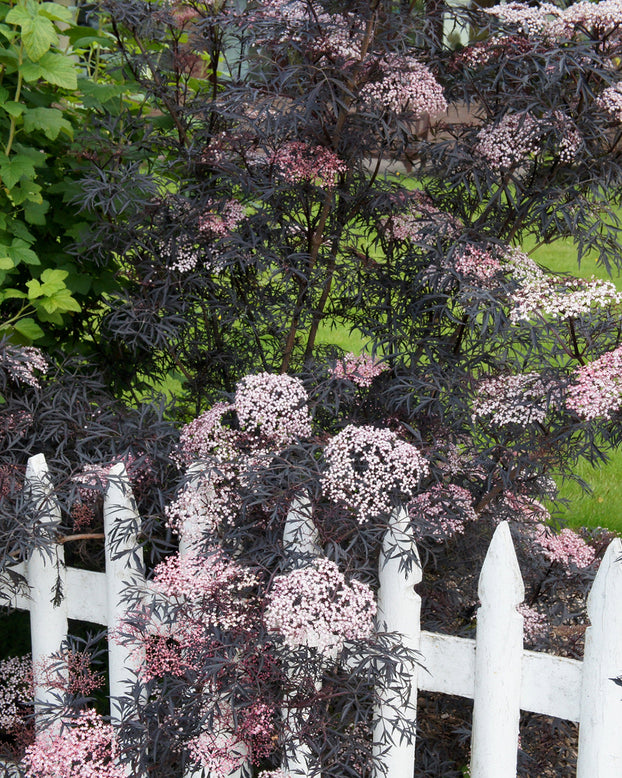 Sambucus 'Black Lace'