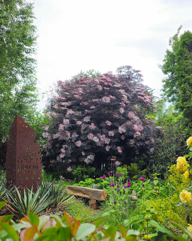 Sambucus 'Black Lace'