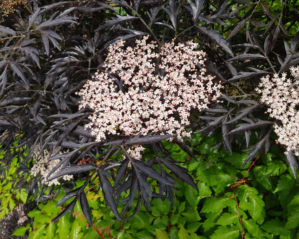 Sambucus 'Black Lace'