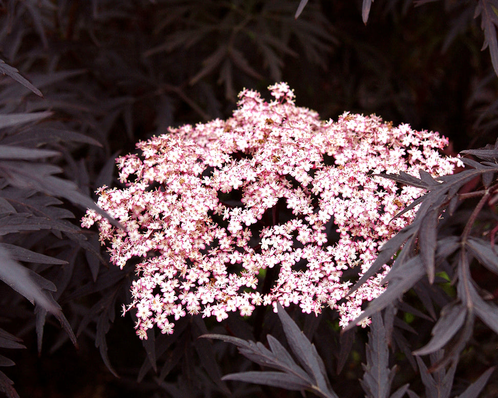 Sambucus 'Black Lace'