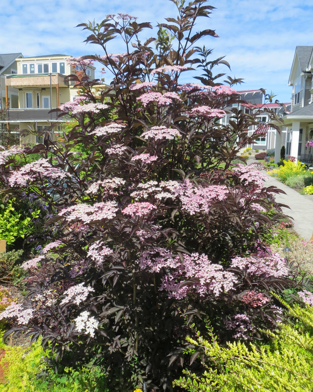 Sambucus 'Black Lace'