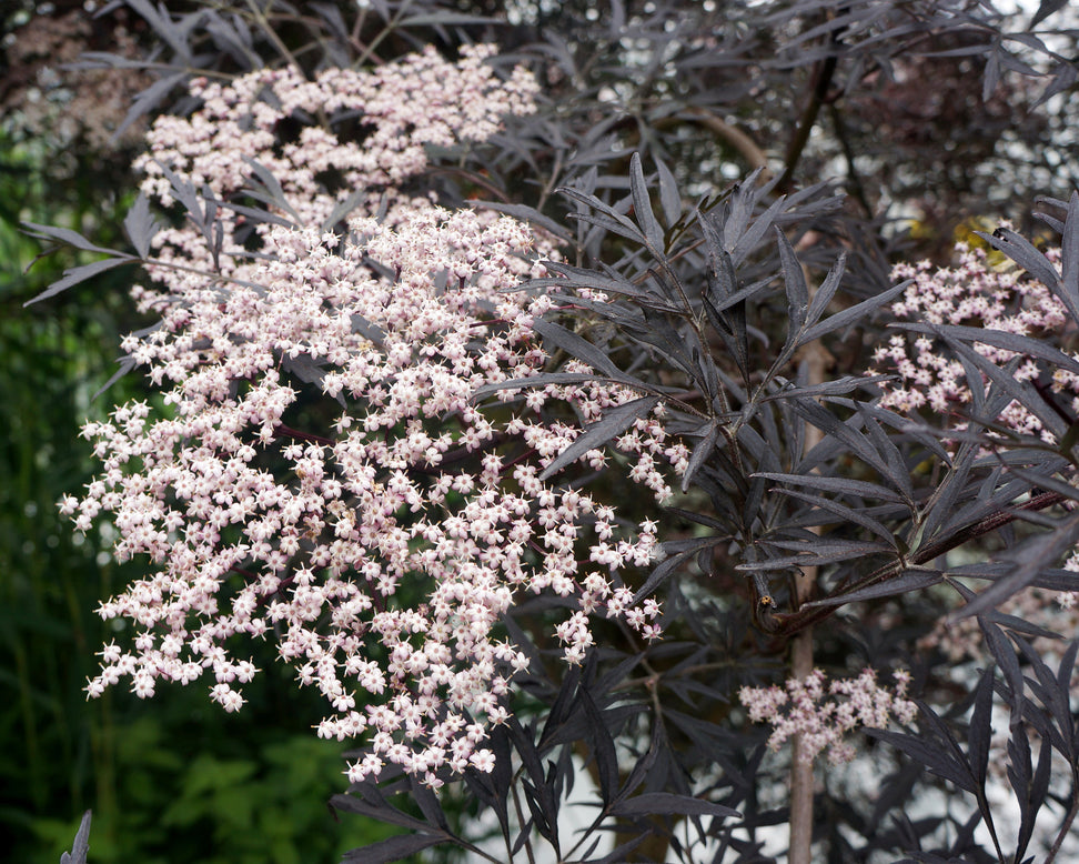 Sambucus 'Black Lace'