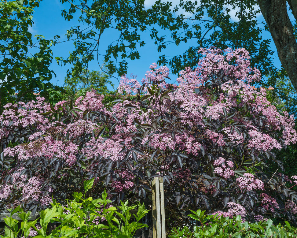 Sambucus 'Black Tower'