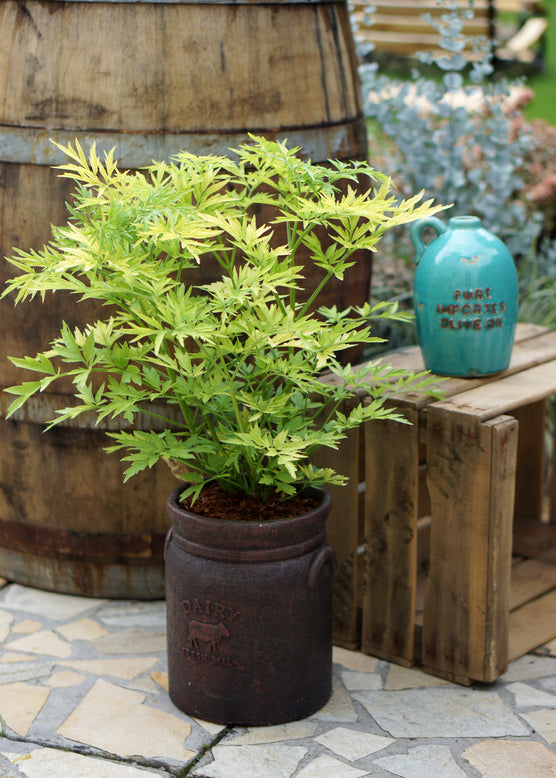 Sambucus 'Golden Tower'