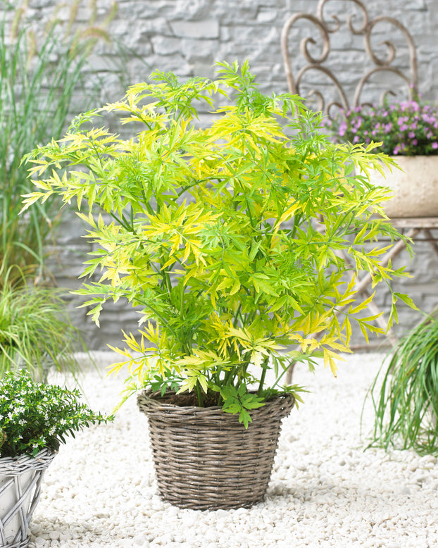 Sambucus 'Golden Tower'