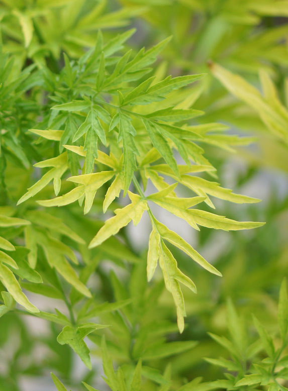 Sambucus 'Golden Tower'