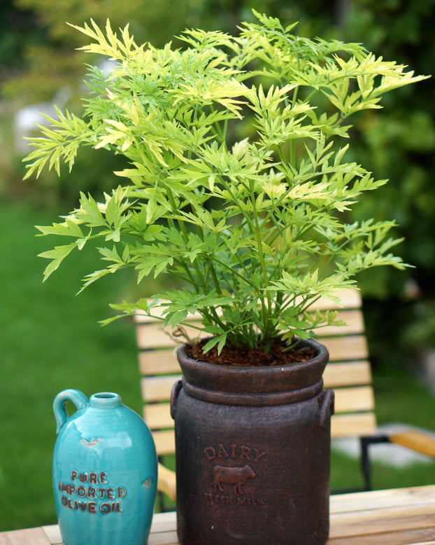Sambucus 'Golden Tower'