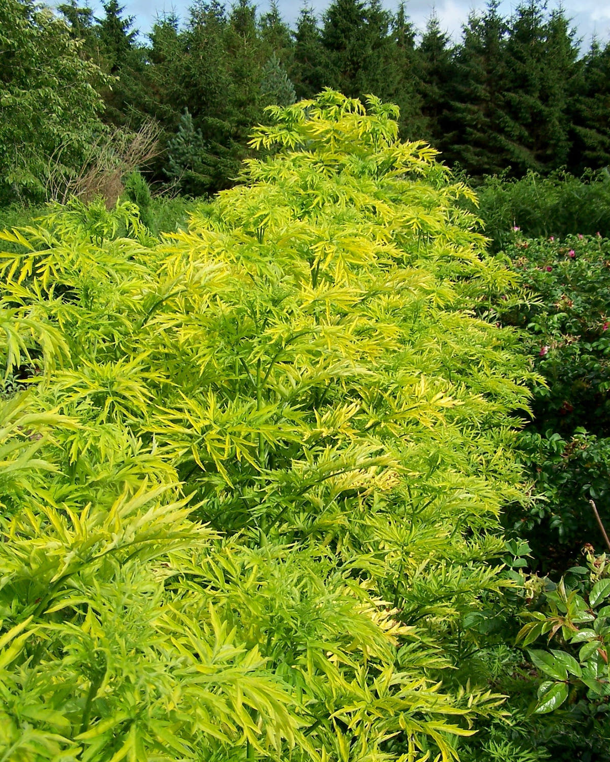 yellow-green elder tree