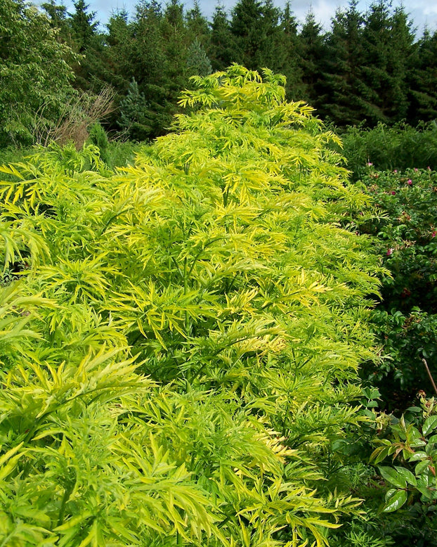 yellow-green elder tree