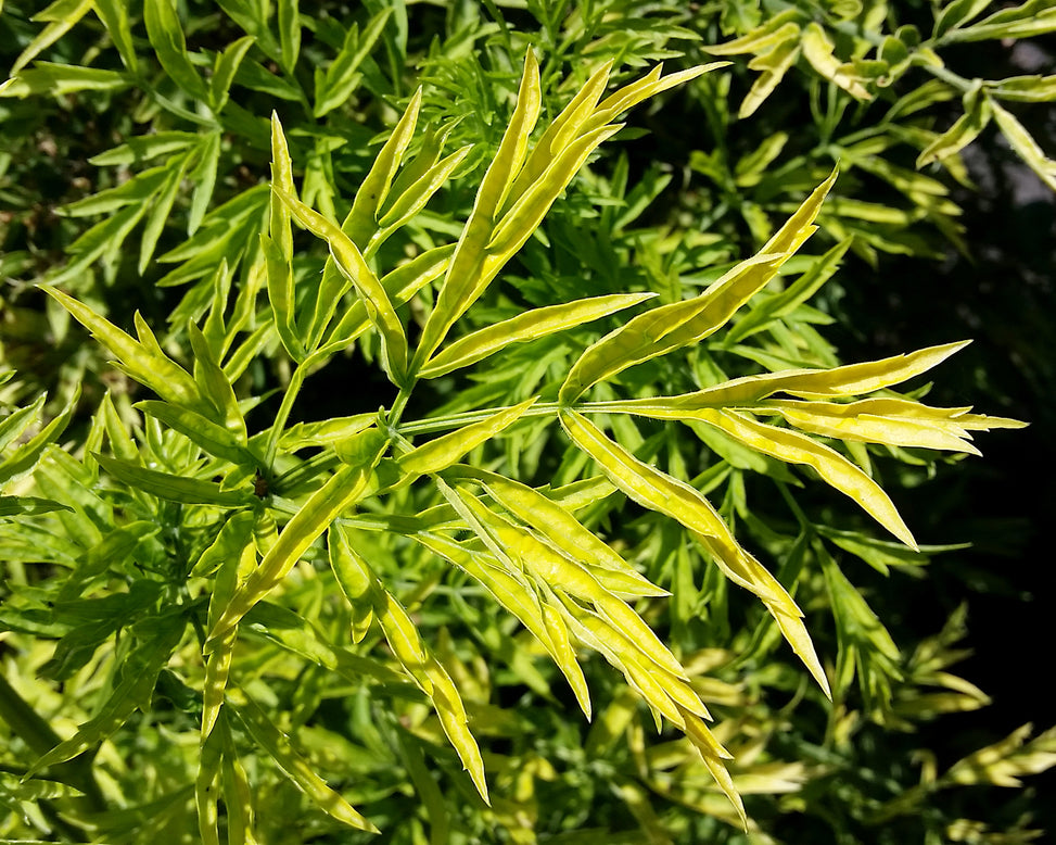 Sambucus 'Golden Tower'