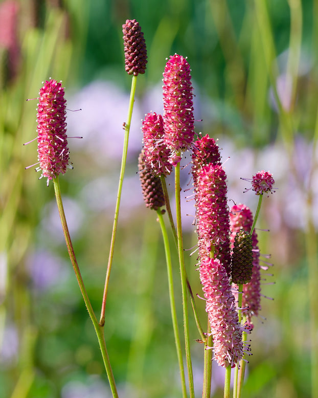 Sanguisorba 'Blackthorn'