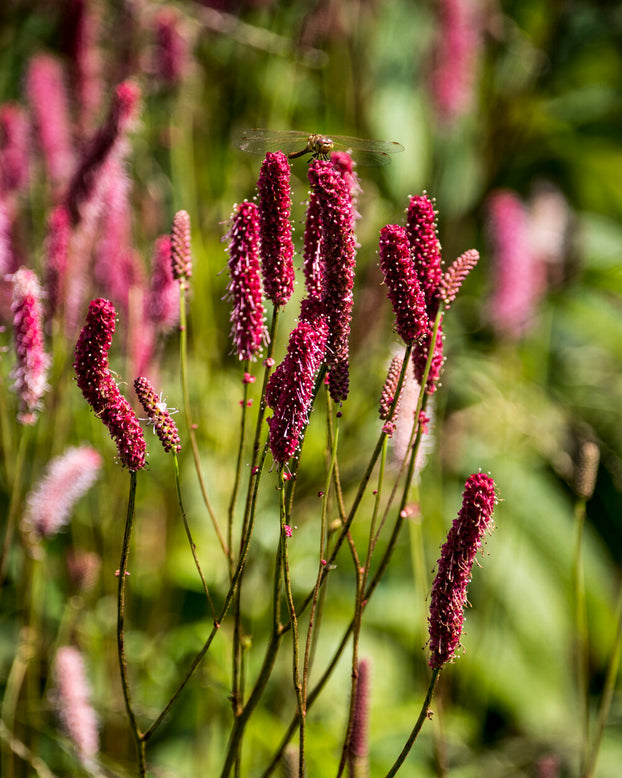 Sanguisorba 'Blackthorn'