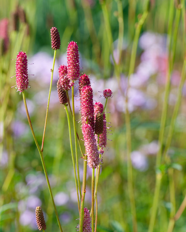 Sanguisorba 'Blackthorn'