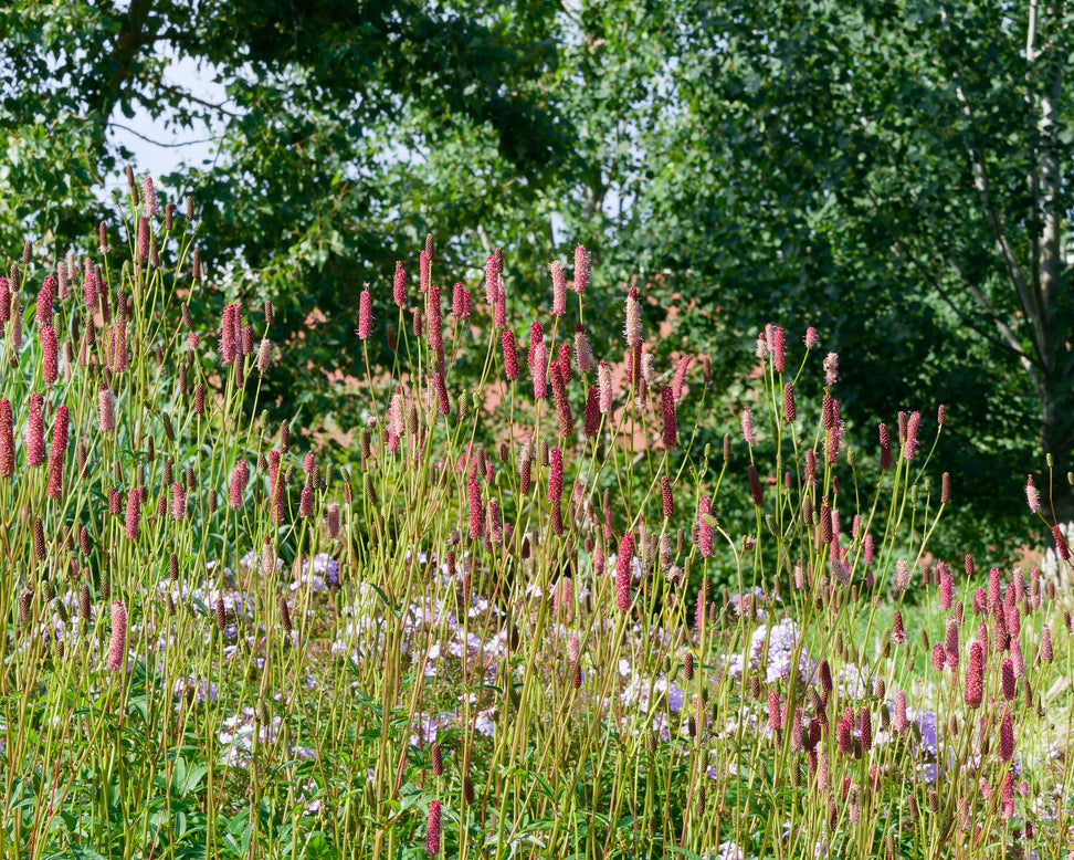 Sanguisorba 'Blackthorn'