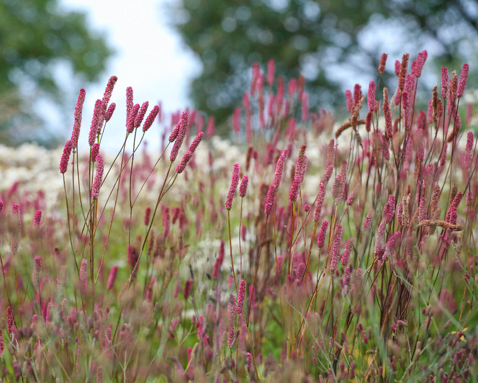 Sanguisorba 'Blackthorn'