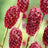 Sanguisorba