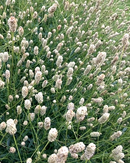 Sanguisorba 'Jam Session'