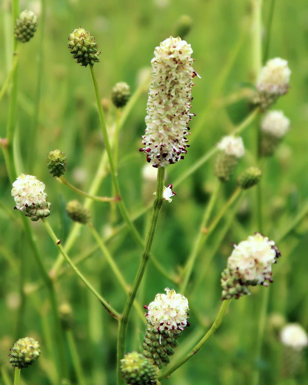 Sanguisorba 'Jam Session'