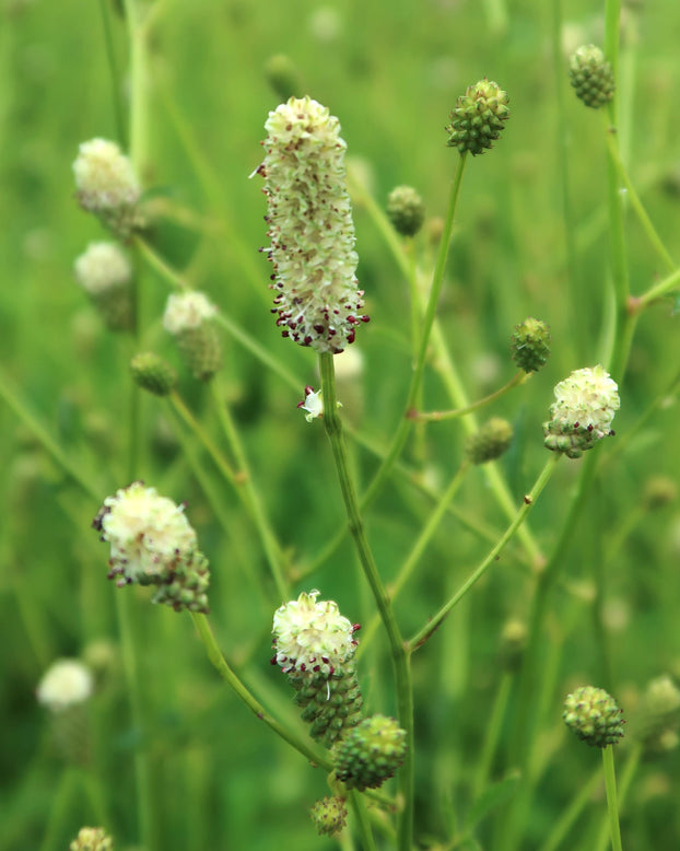 Sanguisorba 'Jam Session'