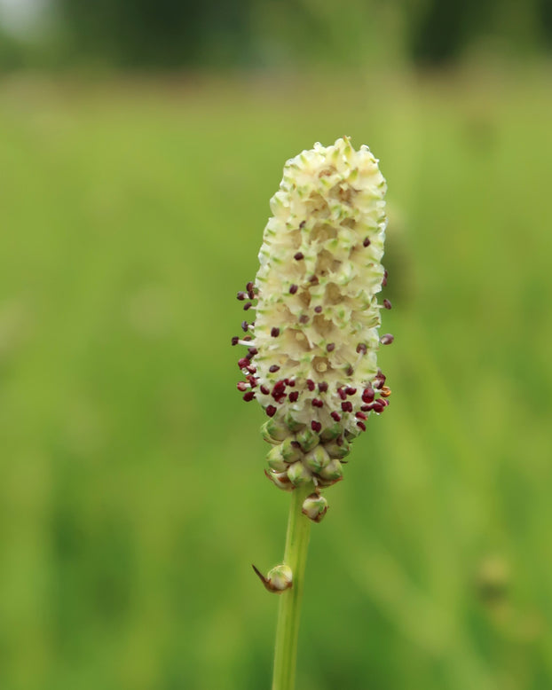 Sanguisorba 'Jam Session'