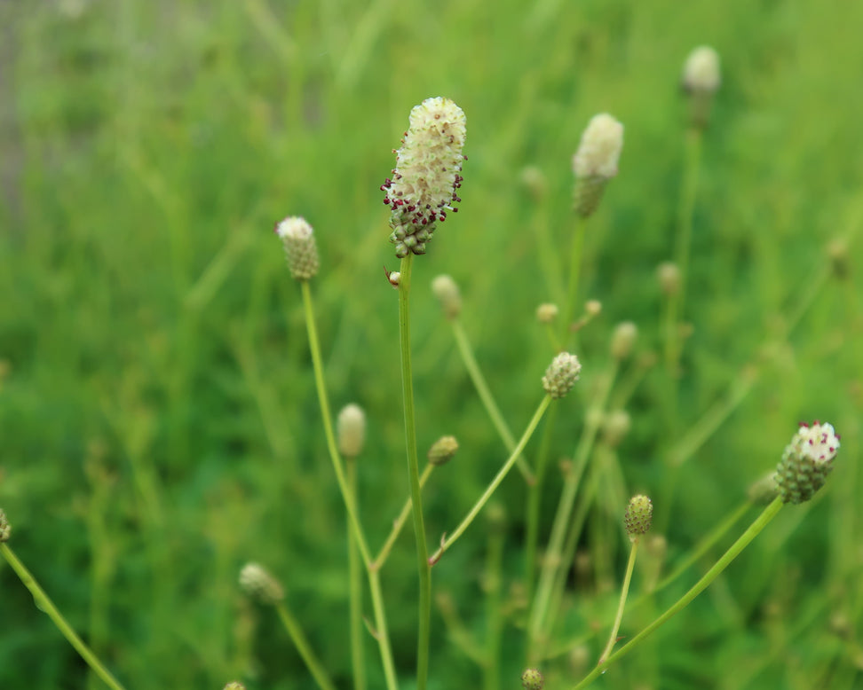 Sanguisorba 'Jam Session'