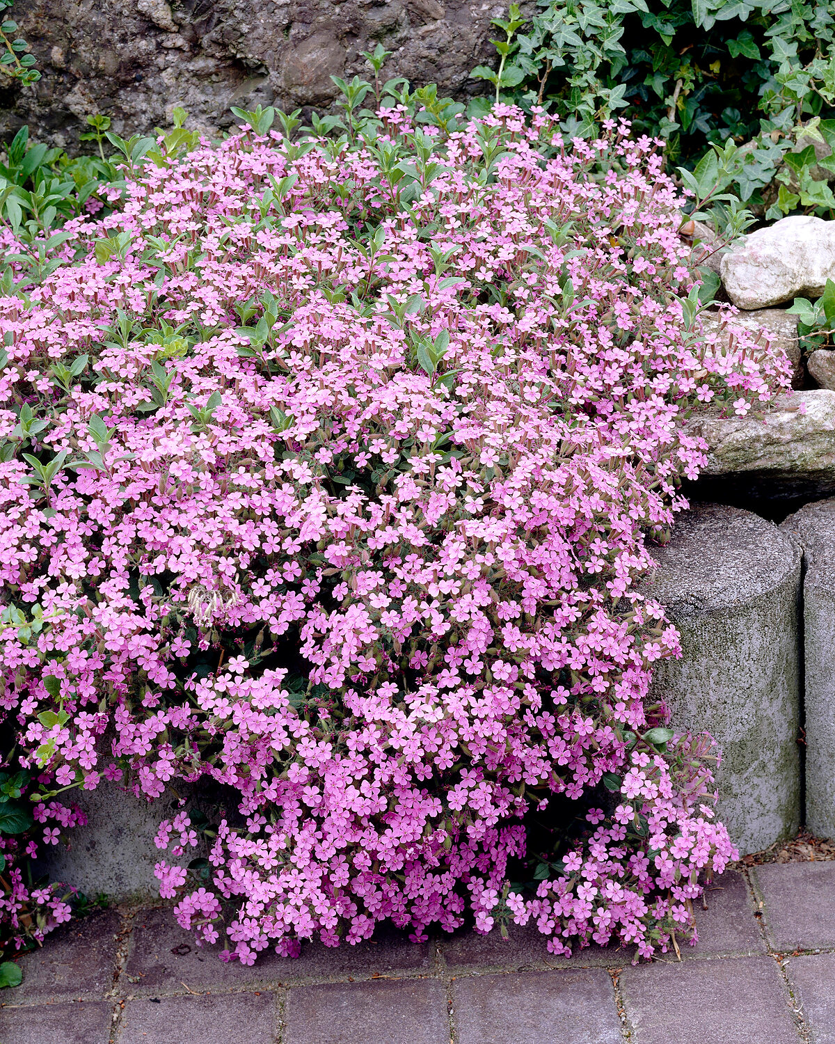Saponaria Ocymoides tumbling Ted Bare Roots Buy Rock Soapwort saponaria-ocymoides-tumbling-ted-bare-roots-buy-rock-soapwort