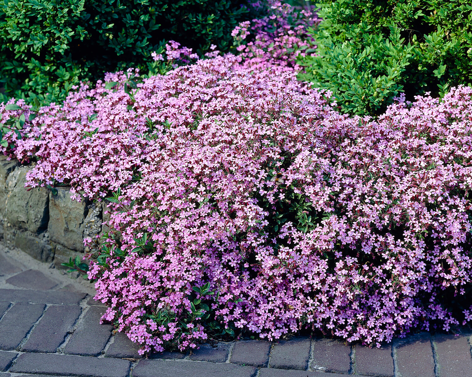 Saponaria Ocymoides tumbling Ted Bare Roots Buy Rock Soapwort saponaria-ocymoides-tumbling-ted-bare-roots-buy-rock-soapwort