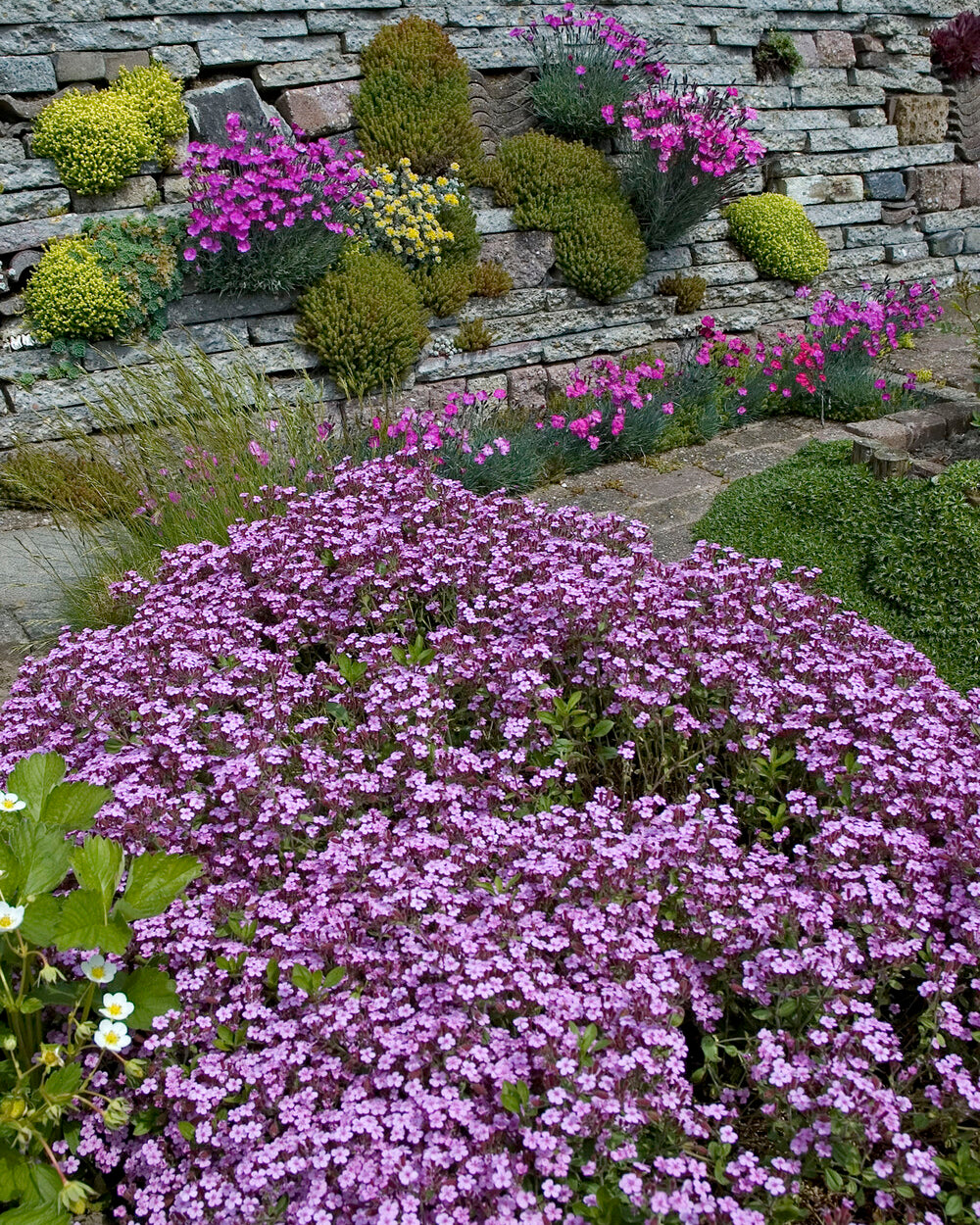 Saponaria Ocymoides tumbling Ted Bare Roots Buy Rock Soapwort saponaria-ocymoides-tumbling-ted-bare-roots-buy-rock-soapwort