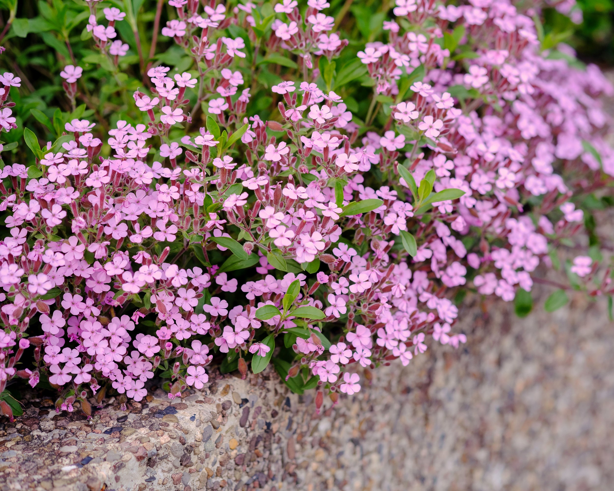 Saponaria Ocymoides tumbling Ted Bare Roots Buy Rock Soapwort saponaria-ocymoides-tumbling-ted-bare-roots-buy-rock-soapwort