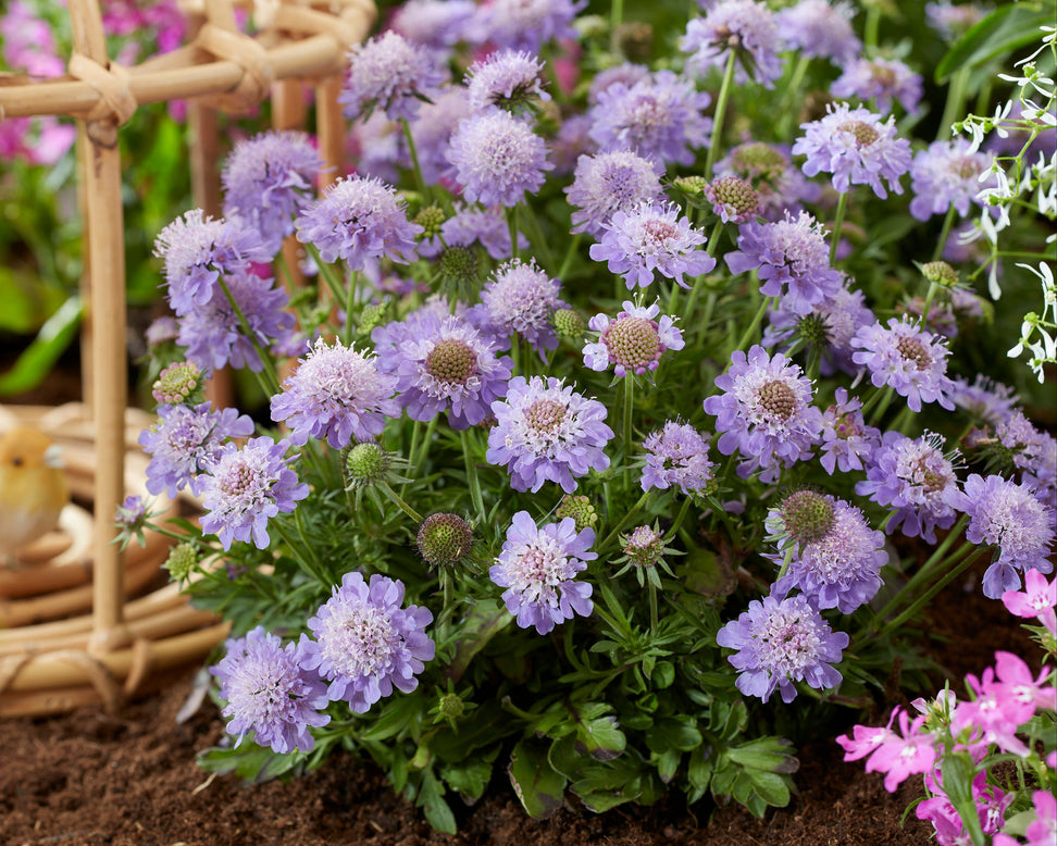 Scabiosa 'Blue Eyes'