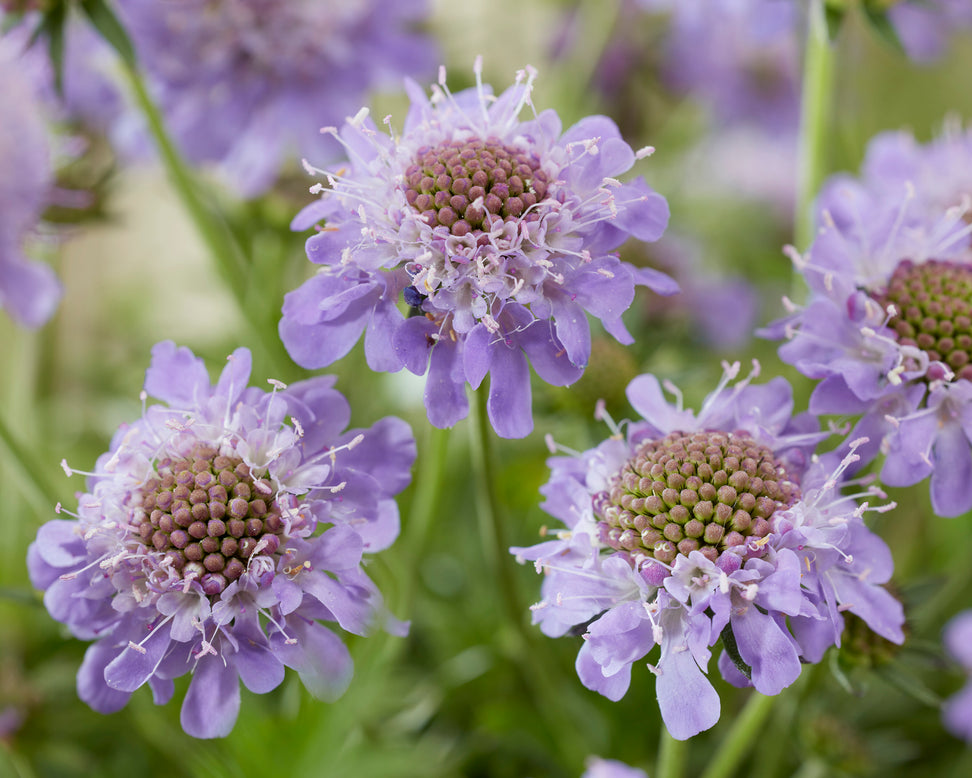 Scabiosa 'Blue Eyes'