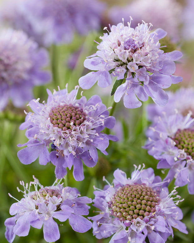 Scabiosa 'Blue Eyes'