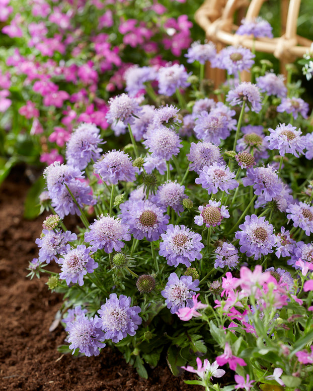 Scabiosa 'Blue Eyes'