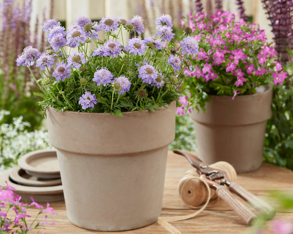 Scabiosa 'Blue Eyes'