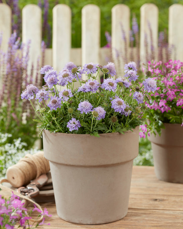 Scabiosa 'Blue Eyes'