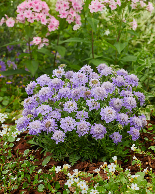 Scabiosa 'Blue Eyes'
