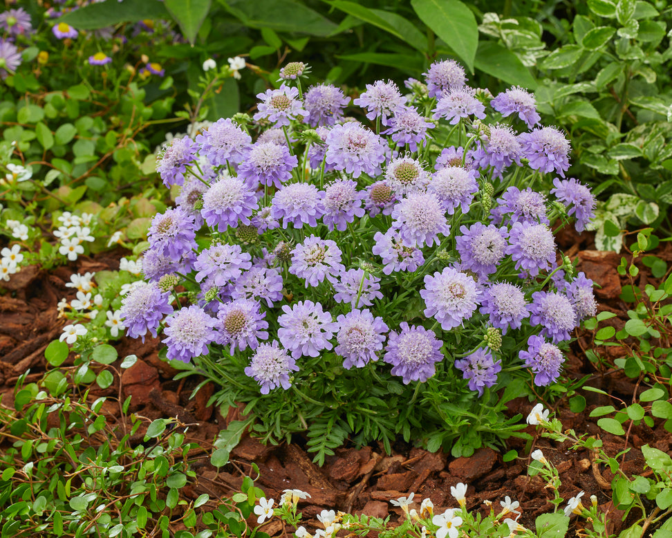 Scabiosa 'Blue Eyes'
