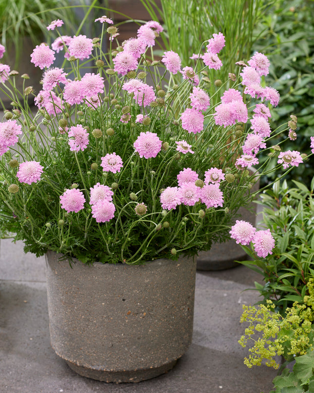 Scabiosa 'Kudo Pink'