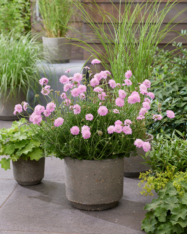 Scabiosa 'Kudo Pink'