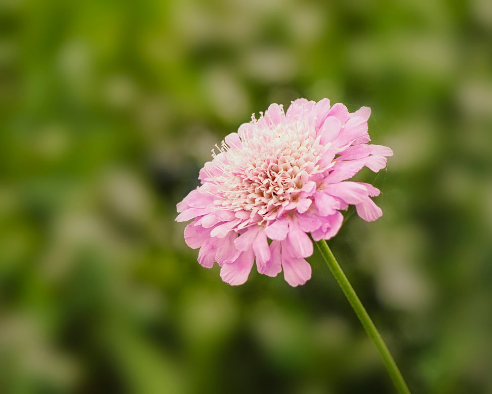 Scabiosa 'Kudo Pink'