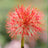 Scadoxus