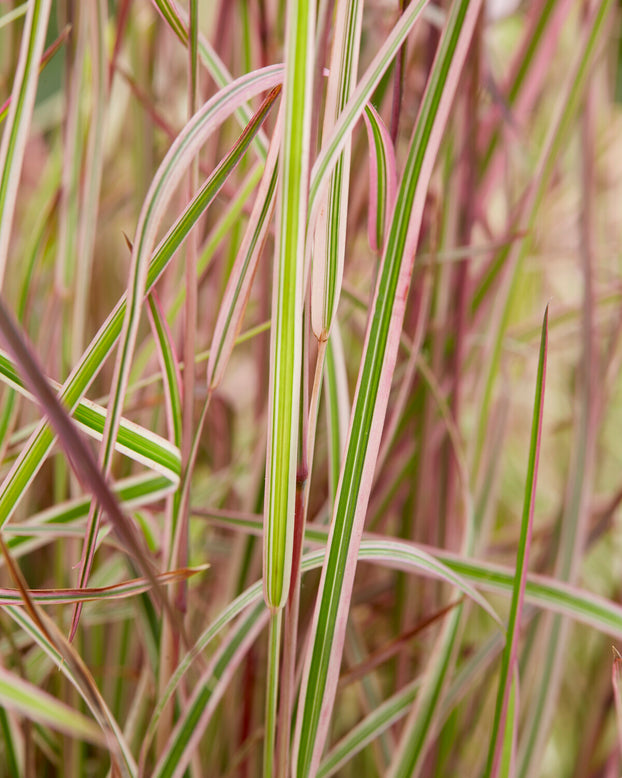 Schizachyrium 'Chameleon'